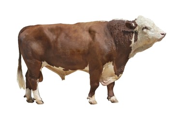 Photo of the breeding bull on a exhibition on a white background