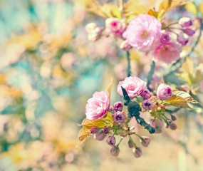   Flowering cherry branch - beautiful Japanese cherry tree 