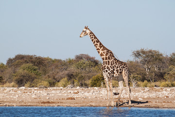 giraffa