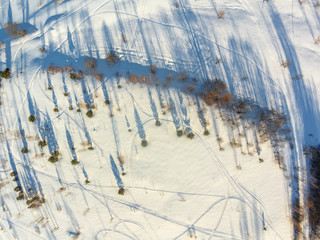 Aerial view of the rare forest, long shadows.