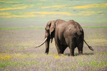 Naklejka premium elephant in africa, Taxzania
