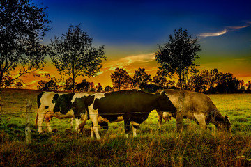 wieczór na pastwisku © Janusz Lipiński