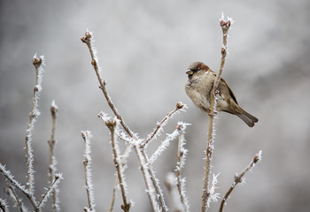 Bird on a branch in hoarfrost