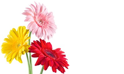 Gerbera daisy.