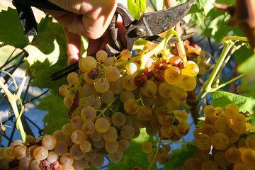 raccolta uva