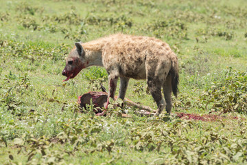 hyena eating dead antelope