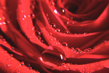 Naklejka premium Watered Rose