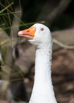 Portrait of white goose outdoors.