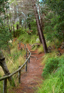 Pathway with wooden railing in the forest.
