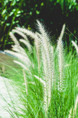 white feather grass in the park on the morning.