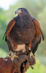 Brown hawk on the hand of falconer.