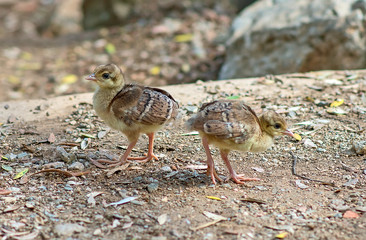 Two little indian peafowl.