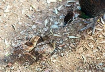 Little peacocks and their mother.