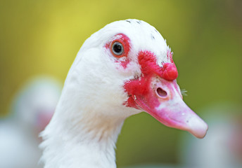 Portrait of white Muscovy duck outdoors.