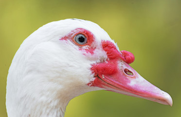 Portrait of white Muscovy duck outdoors.