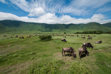 Cattle at  the ngorongoro crater, tanzania