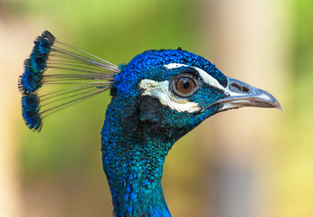Obraz premium Portrait of blue peacock outdoors.