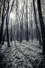 dark dramatic forest