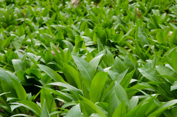 wild garlic leaves