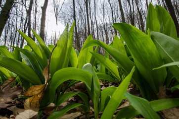 wild garlic leaves