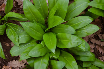 Fototapeta premium wild garlic leaves
