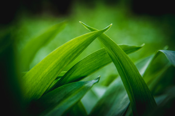 wild garlic leaves