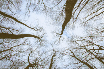 dark dramatic forest