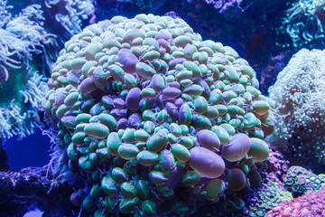 Live coral in aquarium