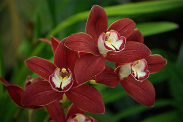 Orchidée rouge-brun