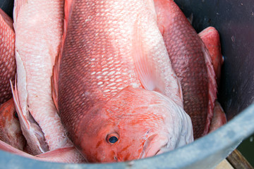 fresh red snapper in metal bucket