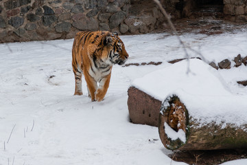 Tiger walking and lying on the snow