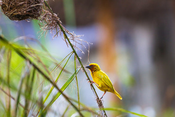 Eastern golden weaver (Ploceus subaureus). Watamu, Kenya.