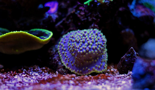 Yellow polyps Purple Turbinaria coral
