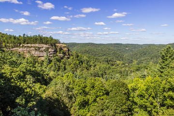 Fototapeta na wymiar Appalachian Forest