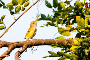 Bird on Branch
