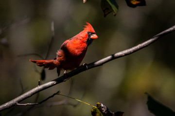 Cardinal on Branch