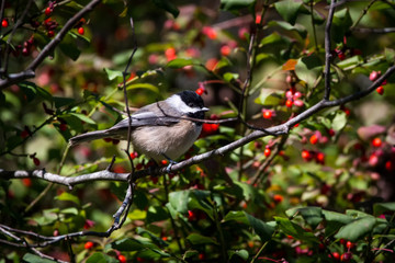Chickadee in Tree