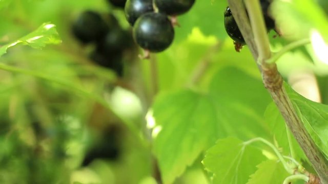Blackcurrant cassis odorous sweet berries. Full - ripe mellow berry. Panning. Close up. The fruitful branch coated with vitaminous fruits.