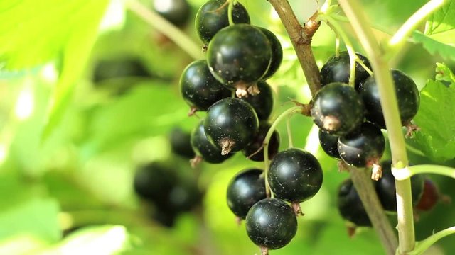 Blackcurrant cassis Ribes nigrum  ripe sweet berries in the garden. Close up. The fruitful branch coated with vitaminous fruits.  Dust on berry