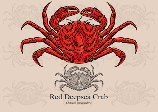 Red Deepsea Crab. Vector illustration for artwork in small sizes. Suitable for graphic and packaging design, educational examples, web, etc.