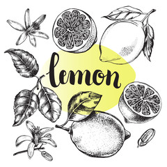 Ink hand drawn lemon set with brush calligraphy style lettering. Citrus fruit elements collection for design labels, packaging, cards. Vector illustration.