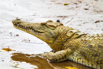 Obraz premium Crocodile in Tsavo East National Park. Kenya.