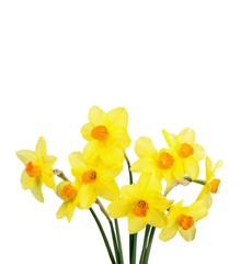 Naklejka na ściany i meble Daffodil.