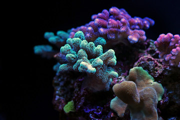 Fototapeta premium Green Stylophora SPS coral