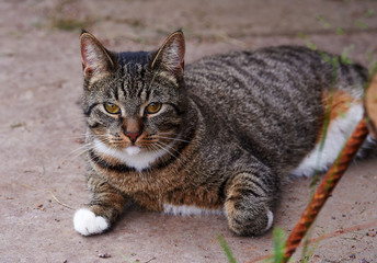Fototapeta na wymiar Striped cat lying on sand in open air