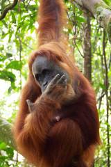 Orang Utan in Indonesien