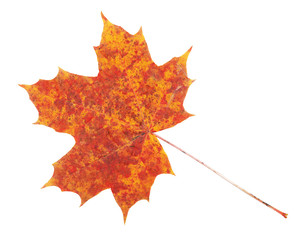 Red, yellow maple leaf on white background