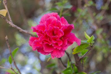 Beauty summer flowers