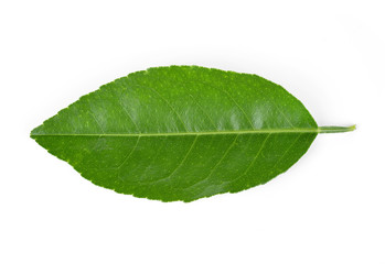 Fototapeta na wymiar Lemon leaves isolated on white