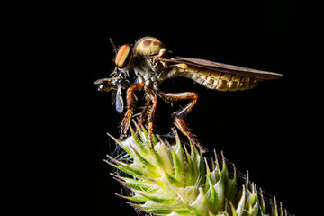 Robber Flyer on Plant